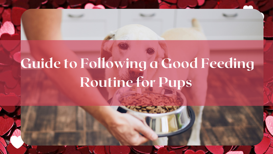 Quick Guide to Happy and Healthy Pup Grooming Routine