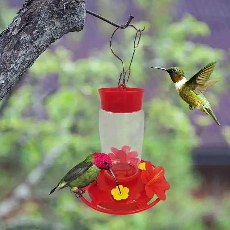 Attractive Hummingbird Visible
